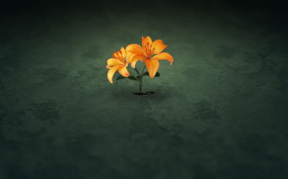 蝴蝶结怎么系紧点